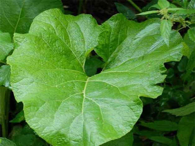 Burdock leaf for pain relief, back osteochondrosis compress